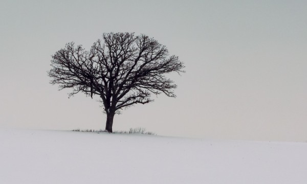Loner Tree by Ljphoto